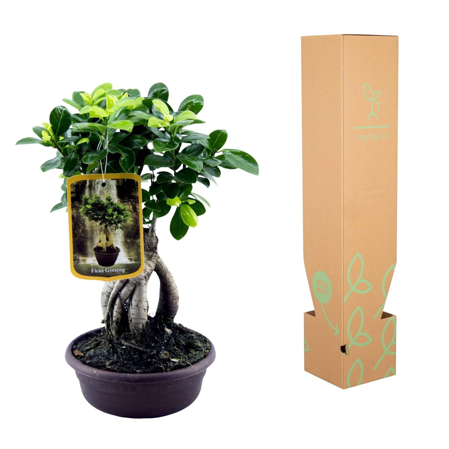 Ficus Microcarpa Ginseng – Pflegeleichter Zimmerbaum 30 cm