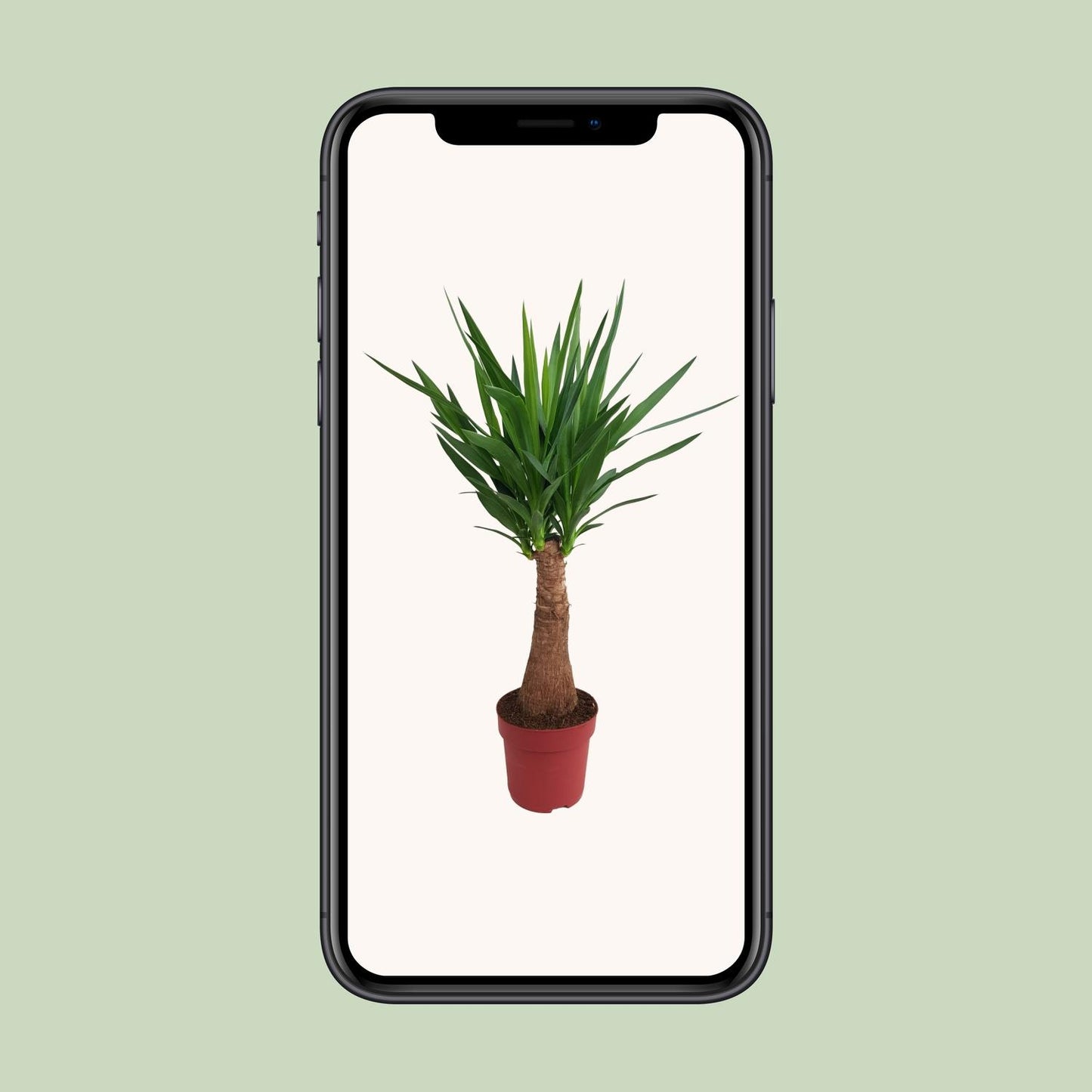 Yucca 'Maya Tree' – Pflegeleichter Elefantenfuß 100 cm
