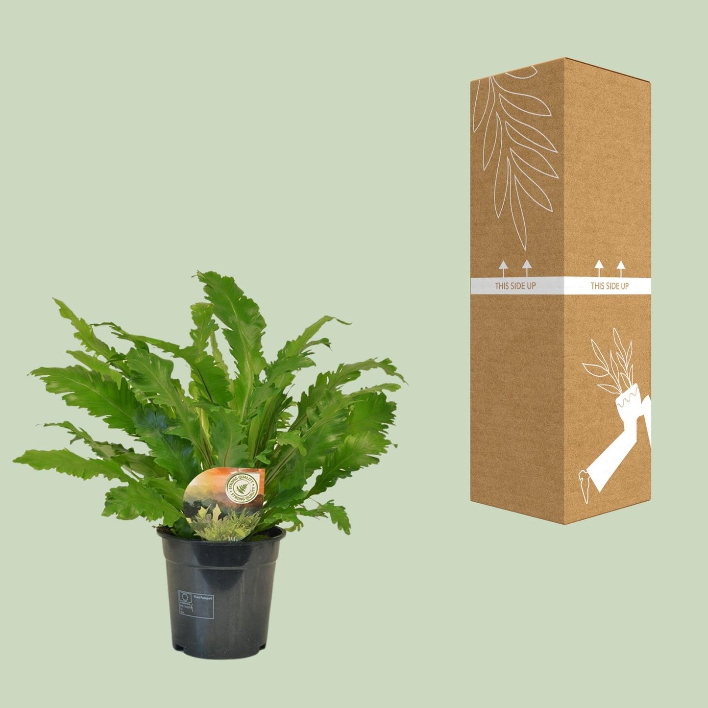 Asplenium Campio – Pflegeleichter Zimmerfarn Ø17cm