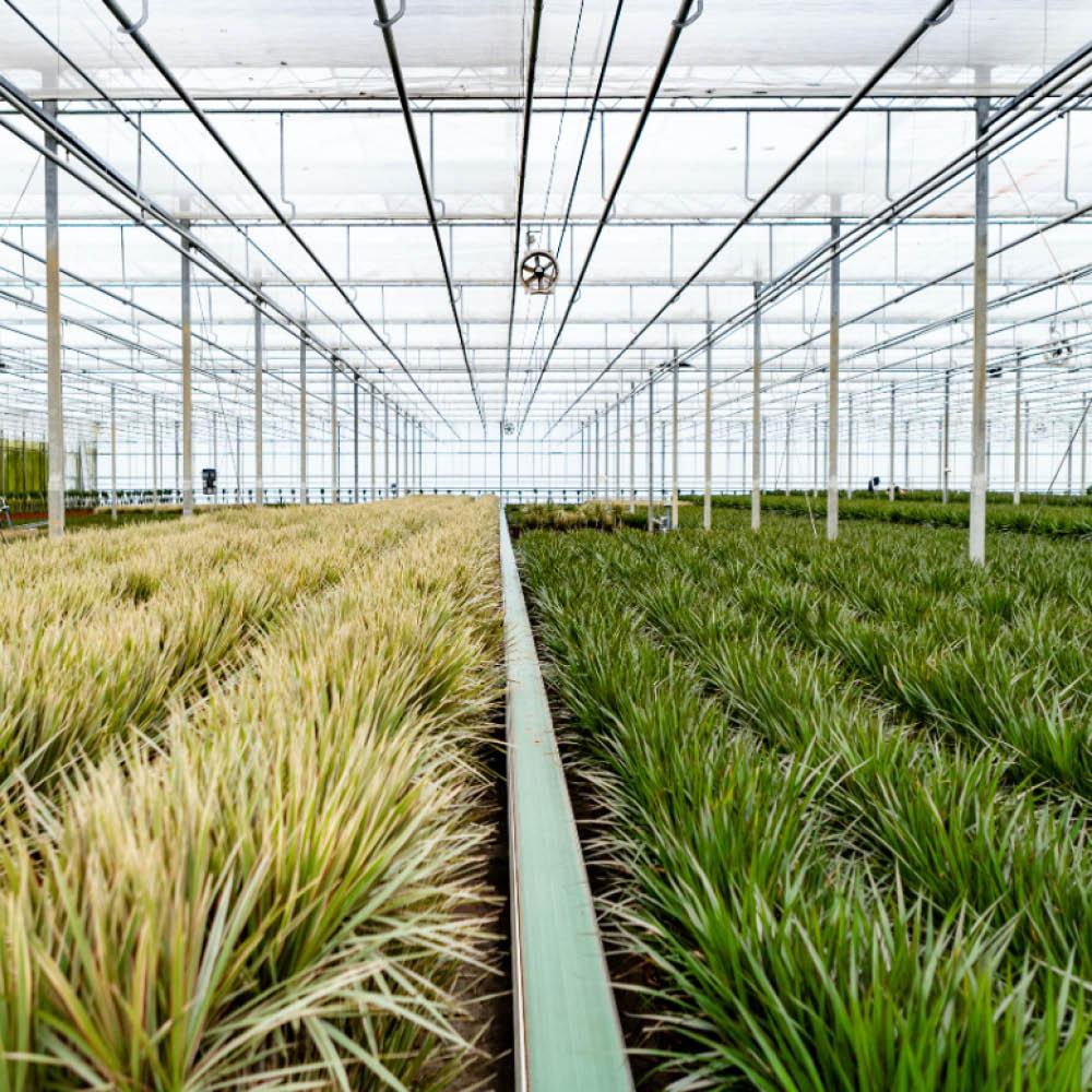 Dracaena Zimmerpflanzen-Set – 120 cm & 70 cm, pflegeleicht
