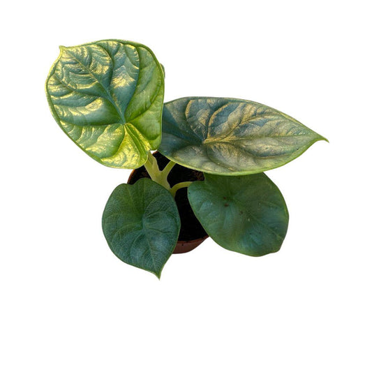 Alocasia Silver Dragon – Pflegeleichte Trendpflanze Ø10 cm