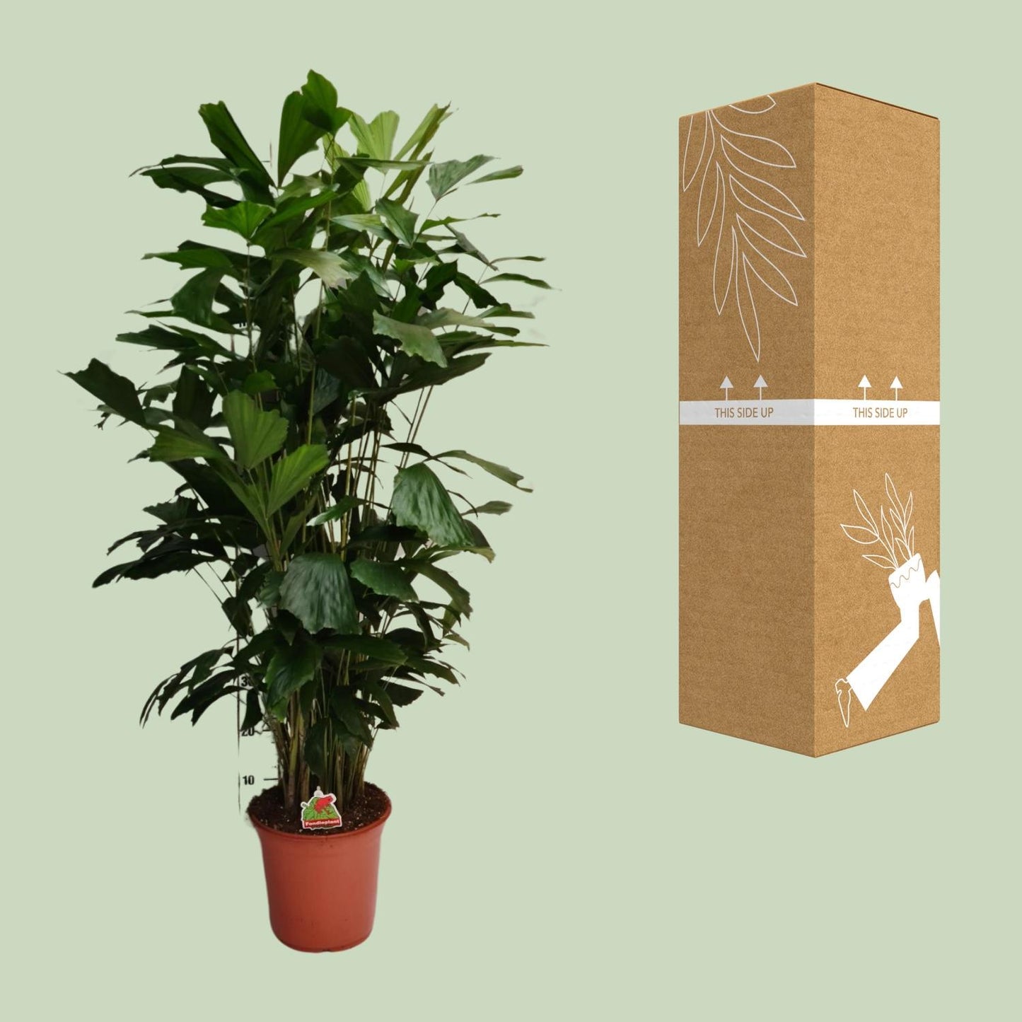 Caryota Mitis – Fishtail-Palme Ø24cm, ca. 120cm hoch