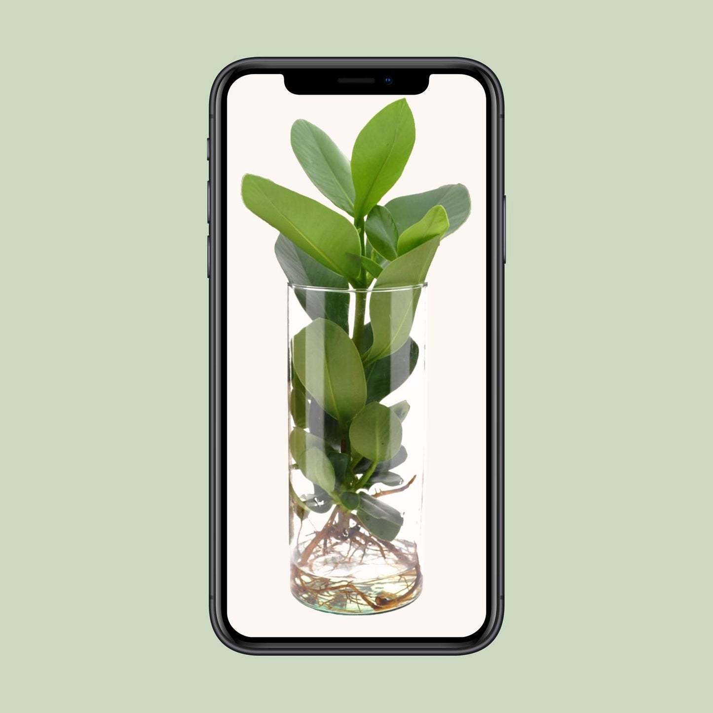 Clusia Hydroponie Pflanzenmix im Cylinder Glas Ø12cm