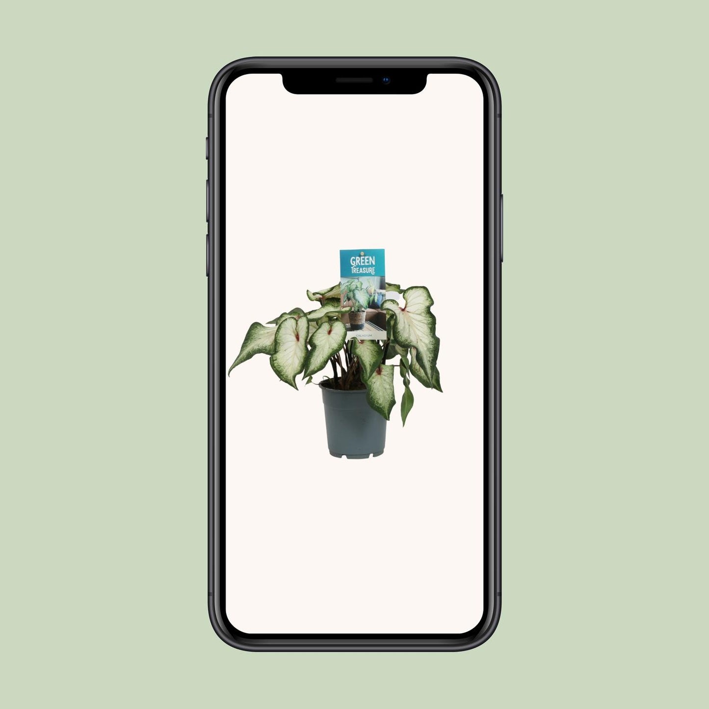 Caladium Wit – Pflegeleichte Zimmerpflanze Ø12cm