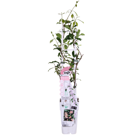 Trachelospermum 'Star of Ibiza' – Toskanischer Jasmin Rosa Ø15cm