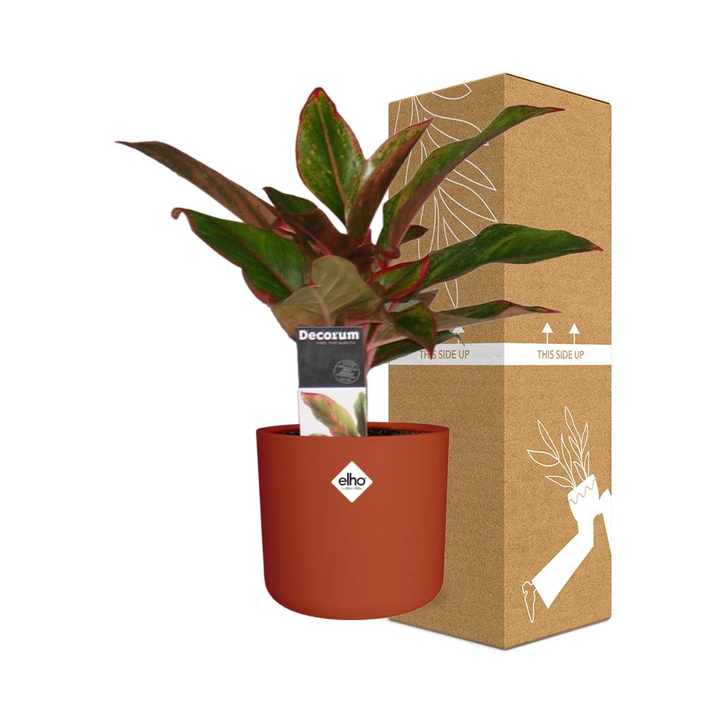 Aglaonema Crete – pflegeleichte luftreinigende Zimmerpflanze
