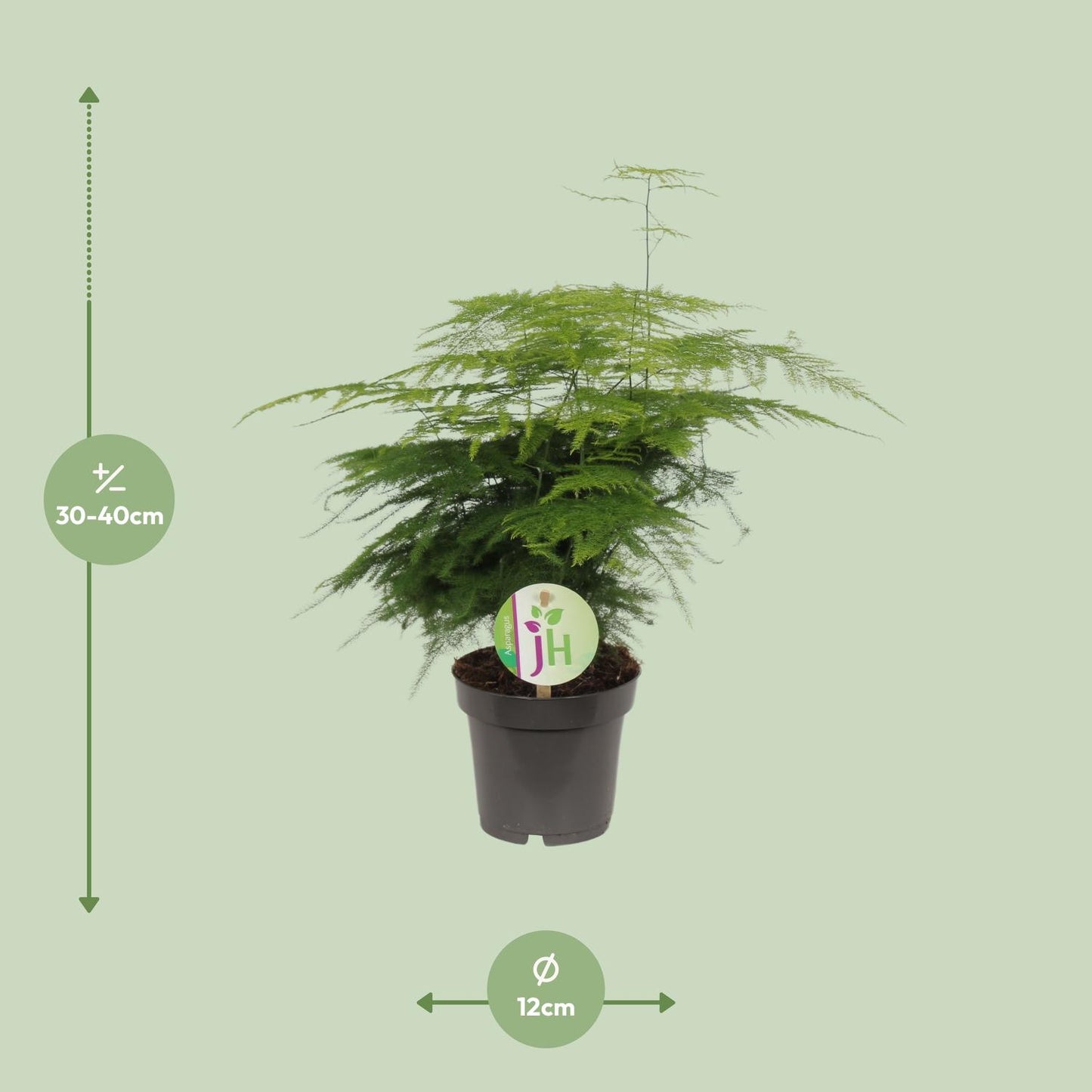 Kletterspargel – pflegeleichte Zimmerpflanze Ø12cm, 35cm hoch