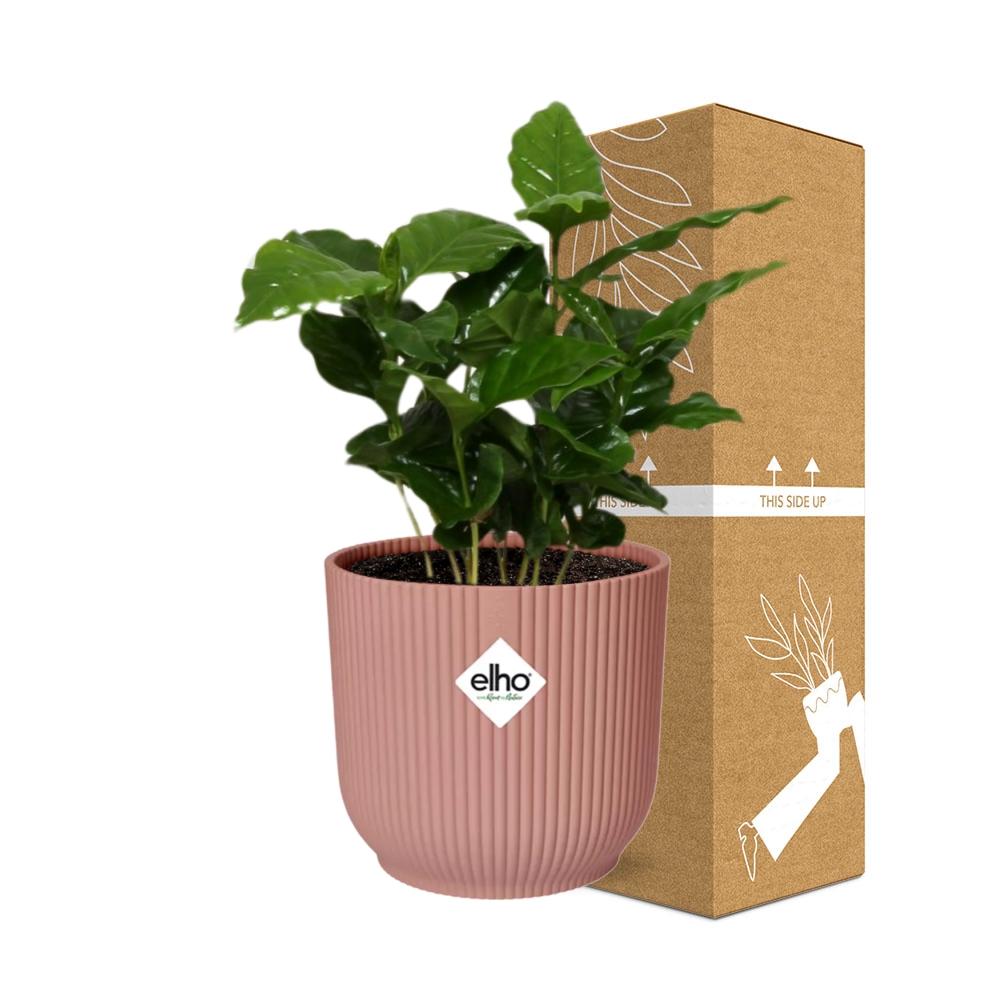 Coffea Arabica Zimmerpflanze im rosa ELHO Vibes Fold 14cm Topf