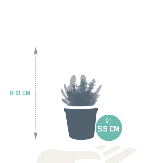 Vetplanten-Mischung 5,5 cm – 10er Set ohne Topf