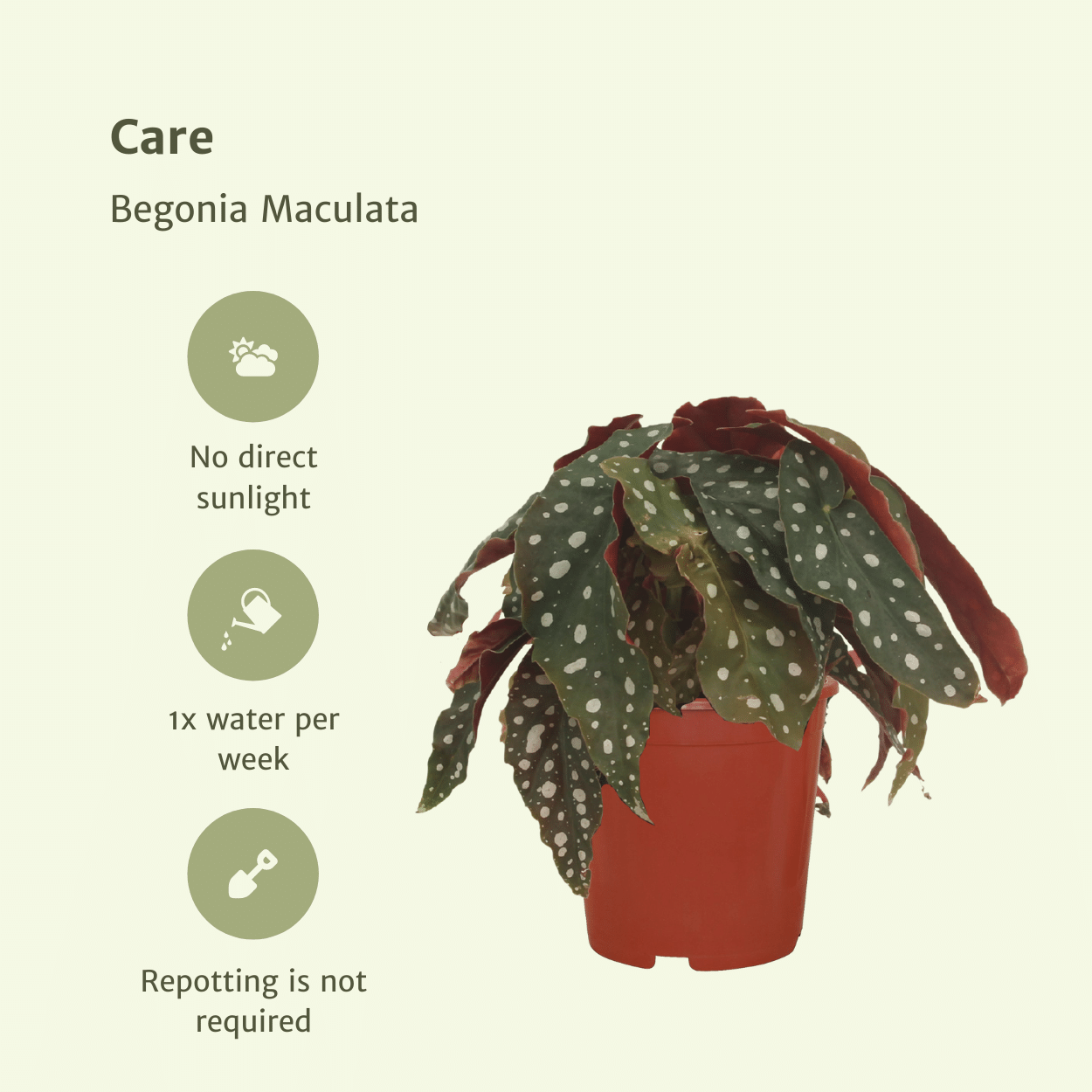 2x Begonia Maculata – dekorative Blattbegonie 20 cm