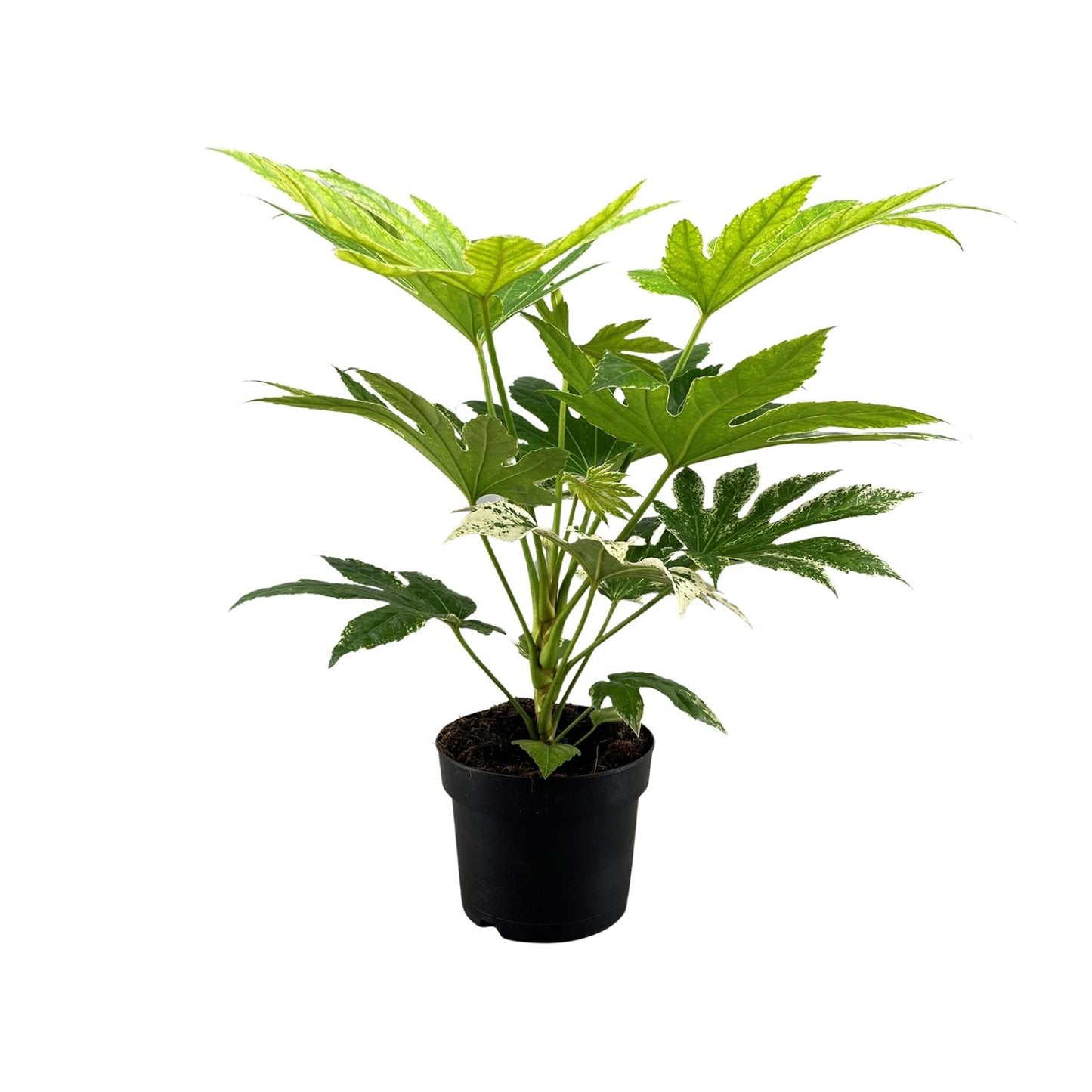 Fatsia Japonica Spider Web – pflegeleichte Zimmerpflanze Ø17cm