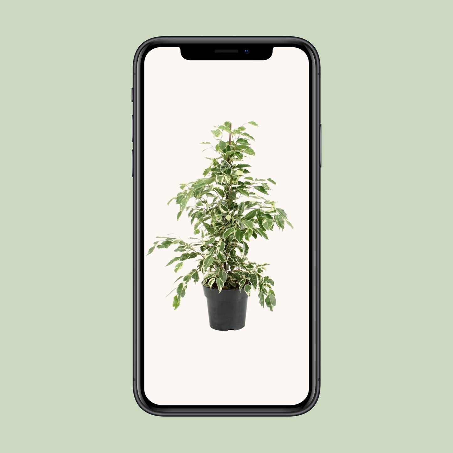 Ficus Benjamina Twilight – Elegante, pflegeleichte Zimmerpflanze Ø17cm