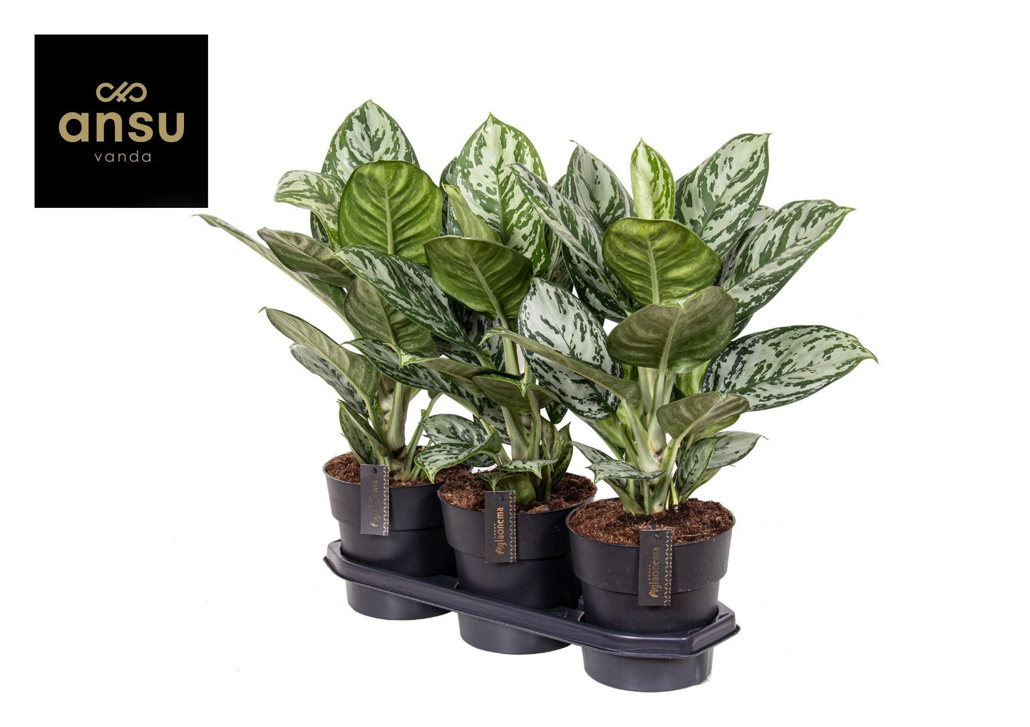 Aglaonema Jungle Silver – Pflegeleichte Trendpflanze Ø19cm
