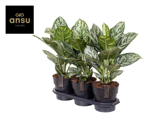 Aglaonema Jungle Silver – Pflegeleichte Trendpflanze Ø19cm