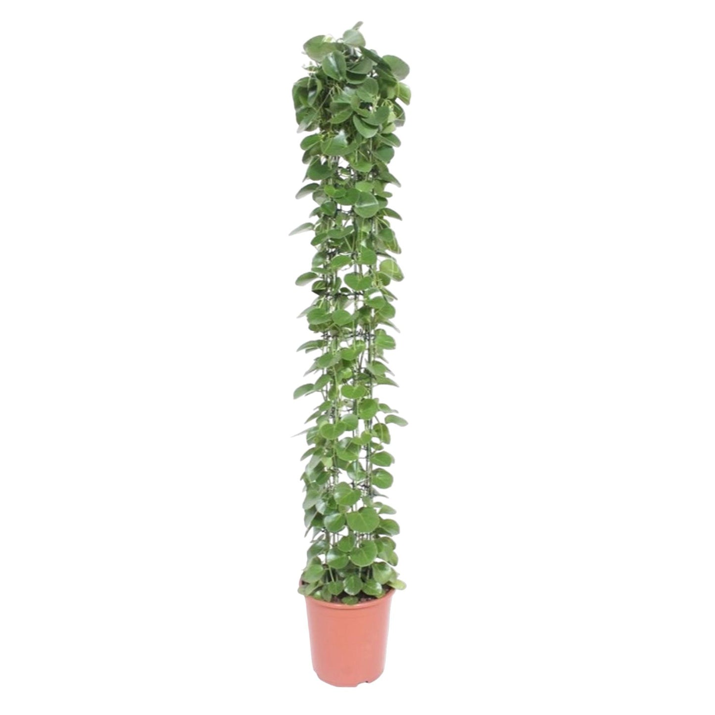 Cissus rotundifolia Gaasrek – Pflegeleichte Kletterpflanze 160 cm