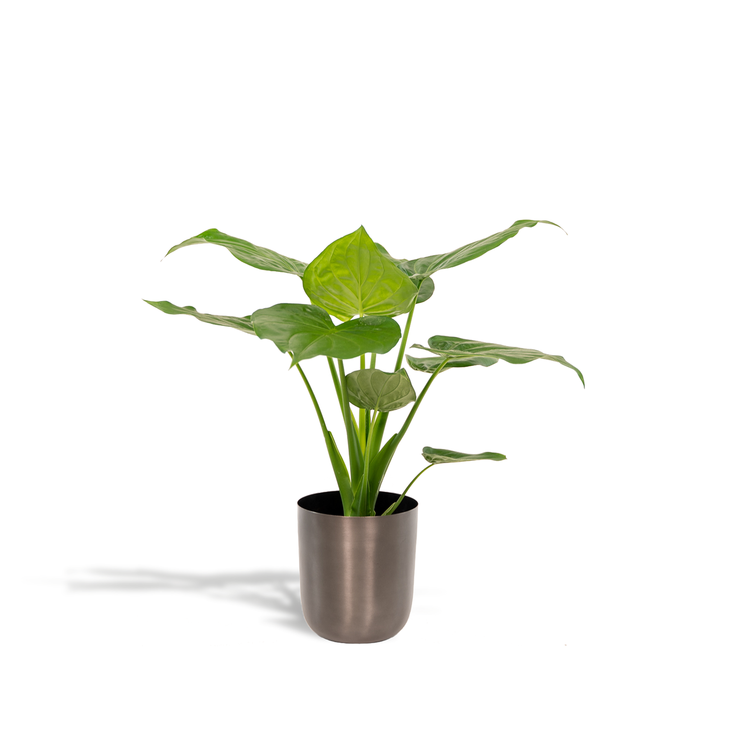 Alocasia Cucullata Ø19cm – Tropisches Elefantenohr mit Mayk Lead Topf