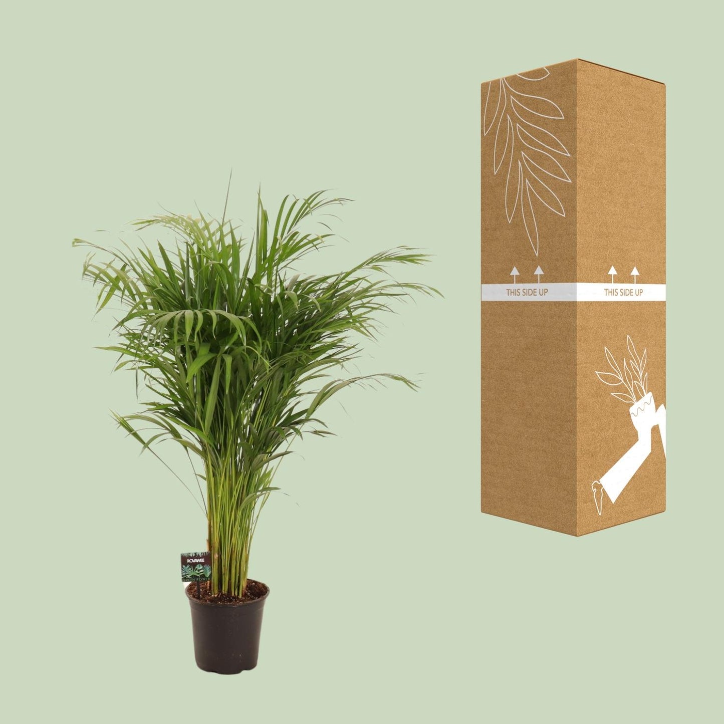 Dypsis Lutescens – Pflegeleichte Bambuspalme Ø21cm, 110cm hoch