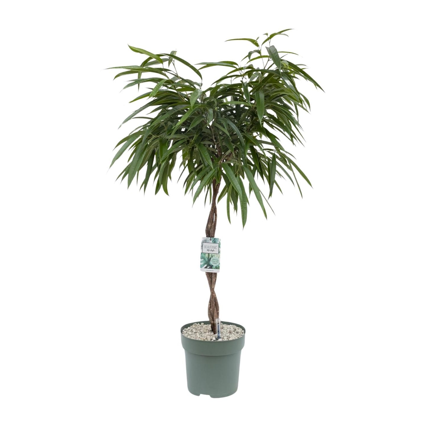 Ficus Mahori – Elegante, pflegeleichte Zimmerpflanze 120 cm