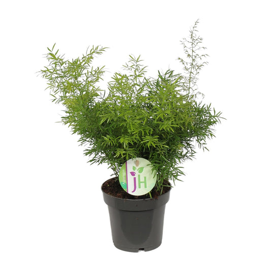 Asparagus Cwebe – pflegeleichter Spargelfarn Ø12cm, 30cm hoch