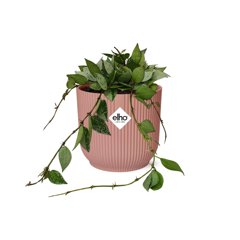 Hoya Krohniana Eskimo – Pflegeleichte Wachsblume in Rosé 14cm
