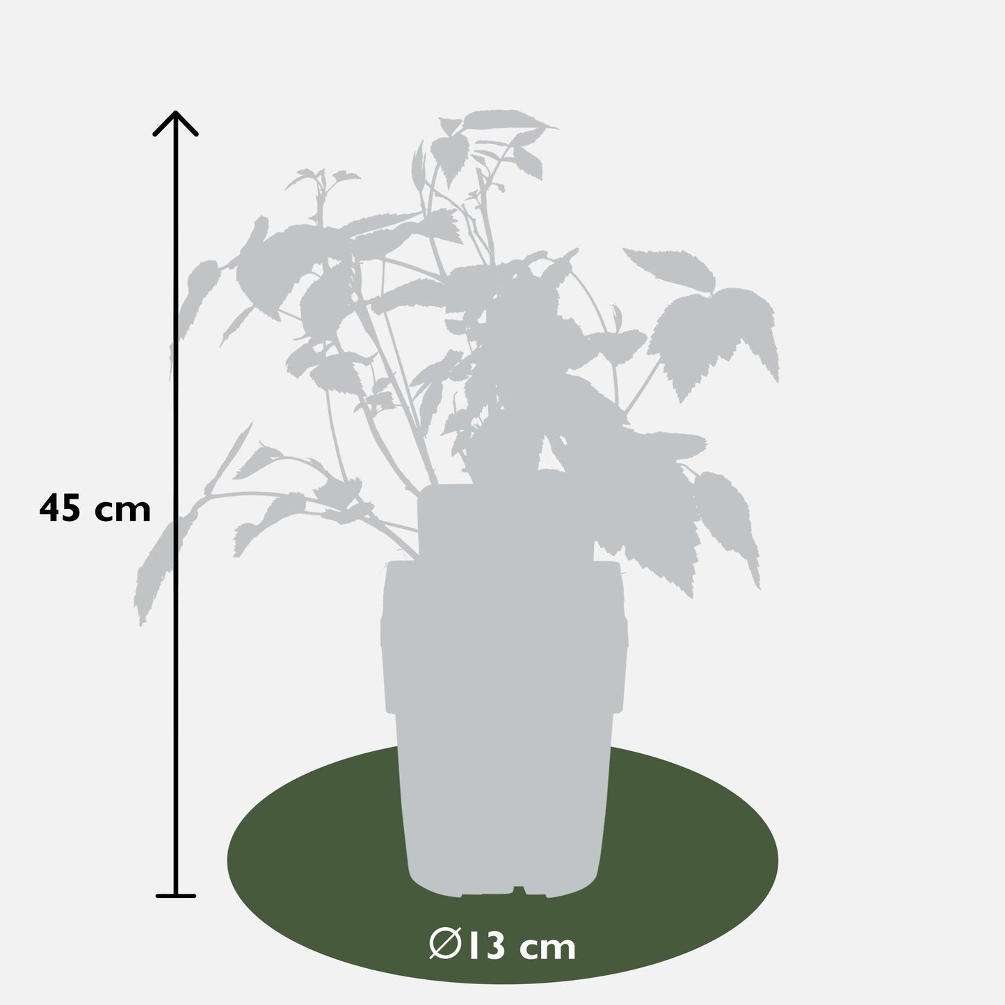 4er-Set Rubus 'Autumn' – Robuste Herbst-Hecke Ø13cm