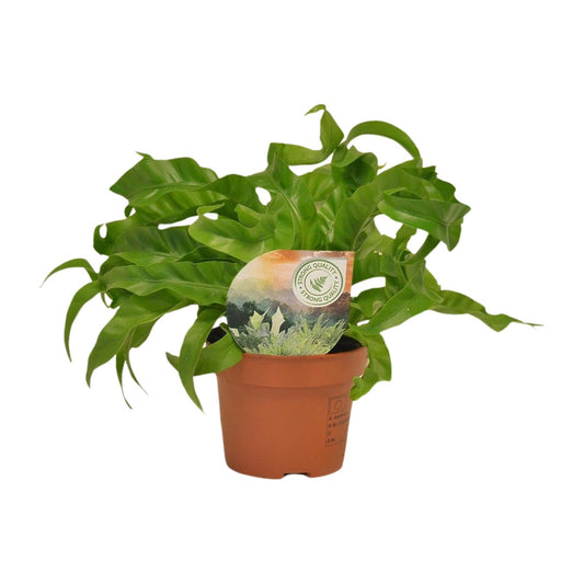 Asplenium Hurricane – Pflegeleichter Nierenfarn Ø12cm, 30cm hoch