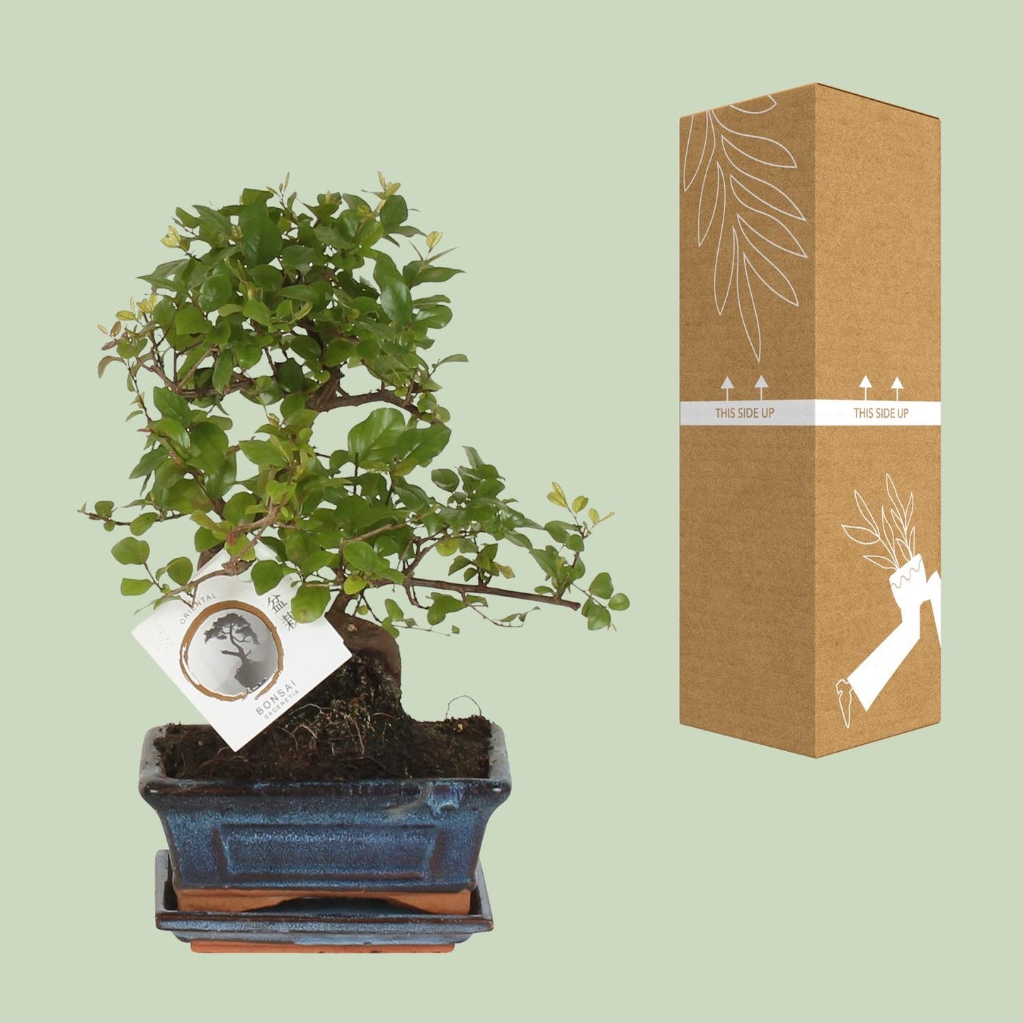 Bonsai 'Sageretia' S-Form Ø15cm – Pflegeleichter Zimmerbonsai