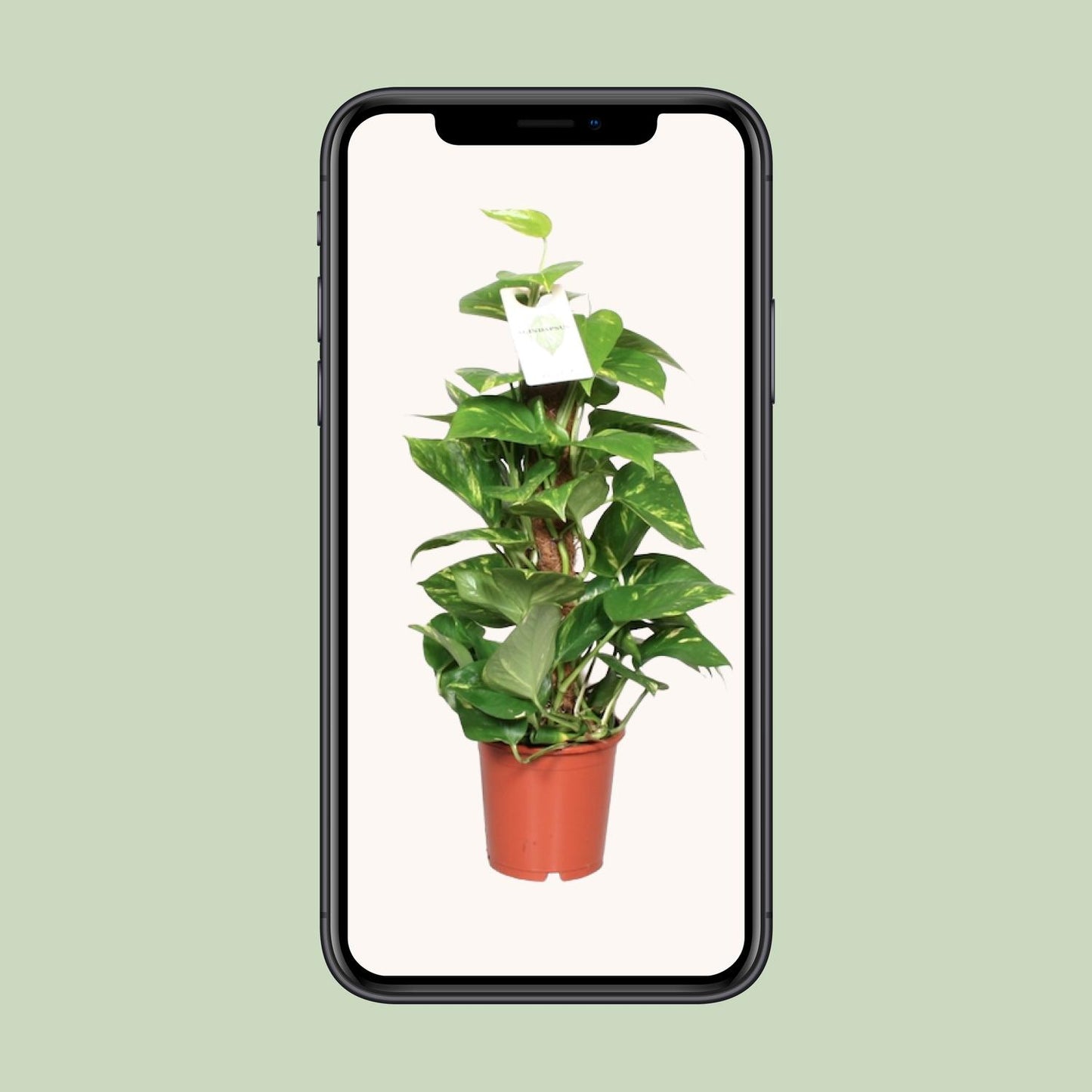 Epipremnum Aureum – Goldene Efeutute Ø15 cm, ca. 60 cm hoch