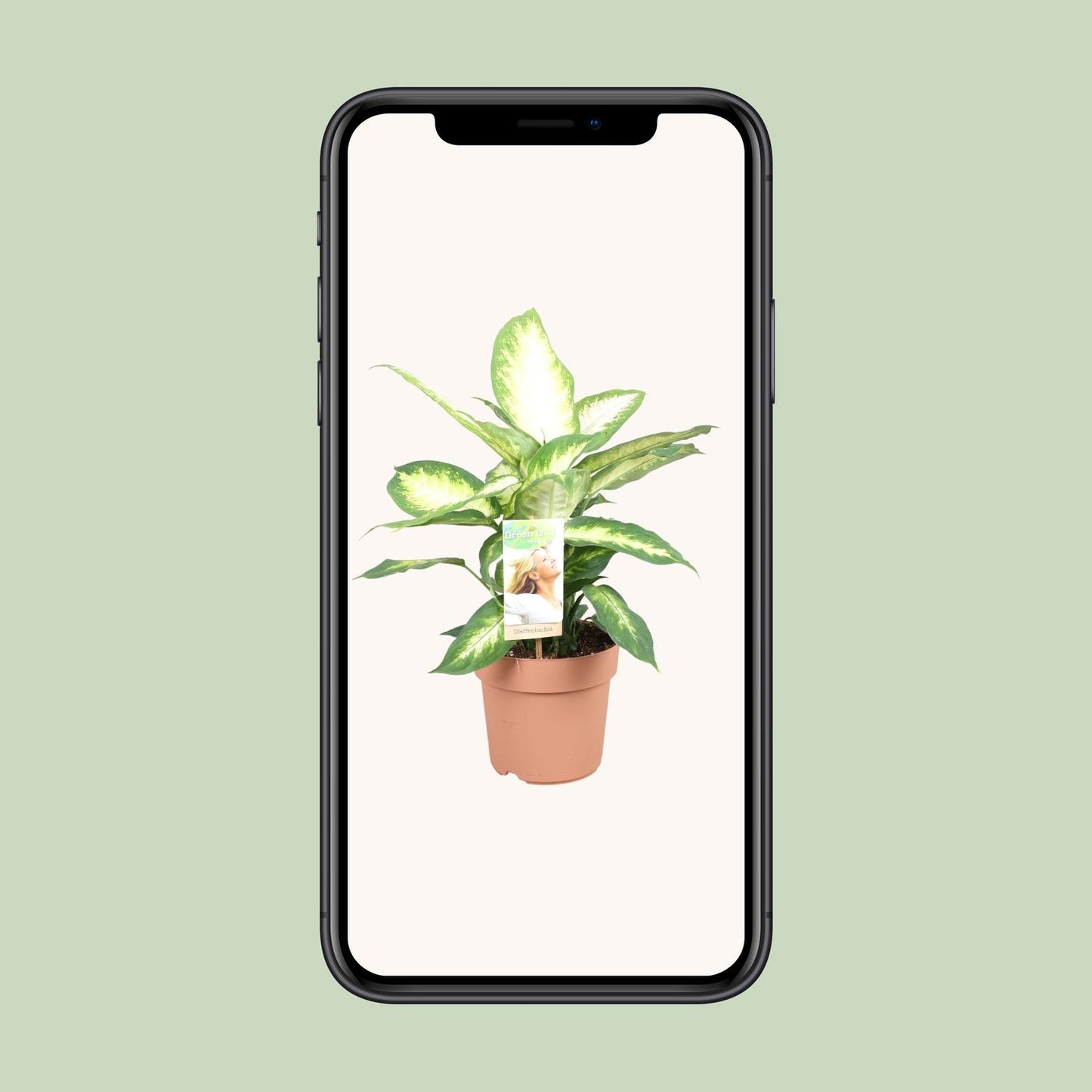 Dieffenbachia Camilla – Pflegeleichte Zimmerpflanze 45 cm