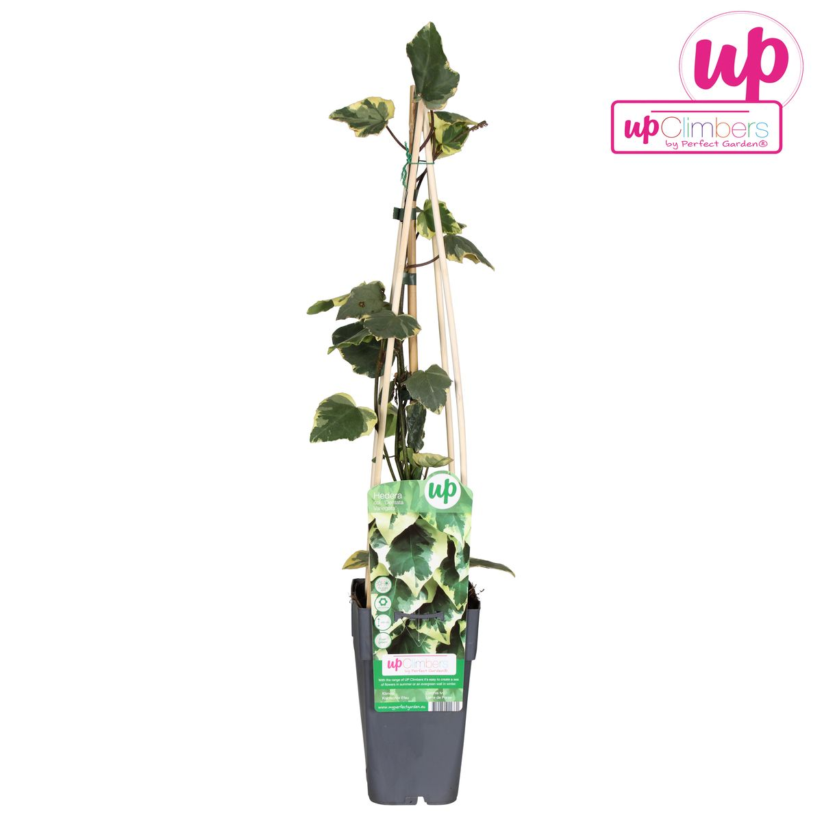 Efeu 'Dentata Variegata' – pflegeleichte Kletterpflanze Ø15cm