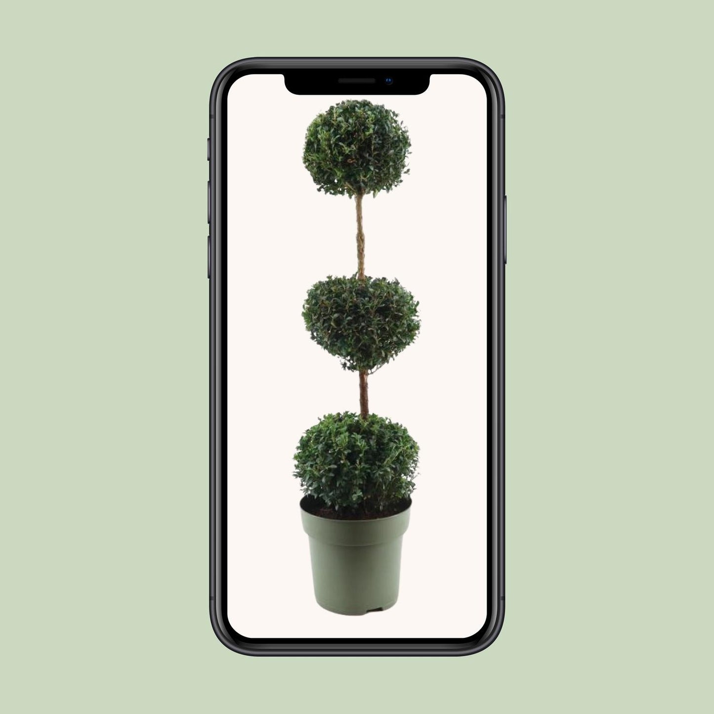 Buxus Semp. Trio-Ball – Pflegeleichter Buchsbaum Ø27cm