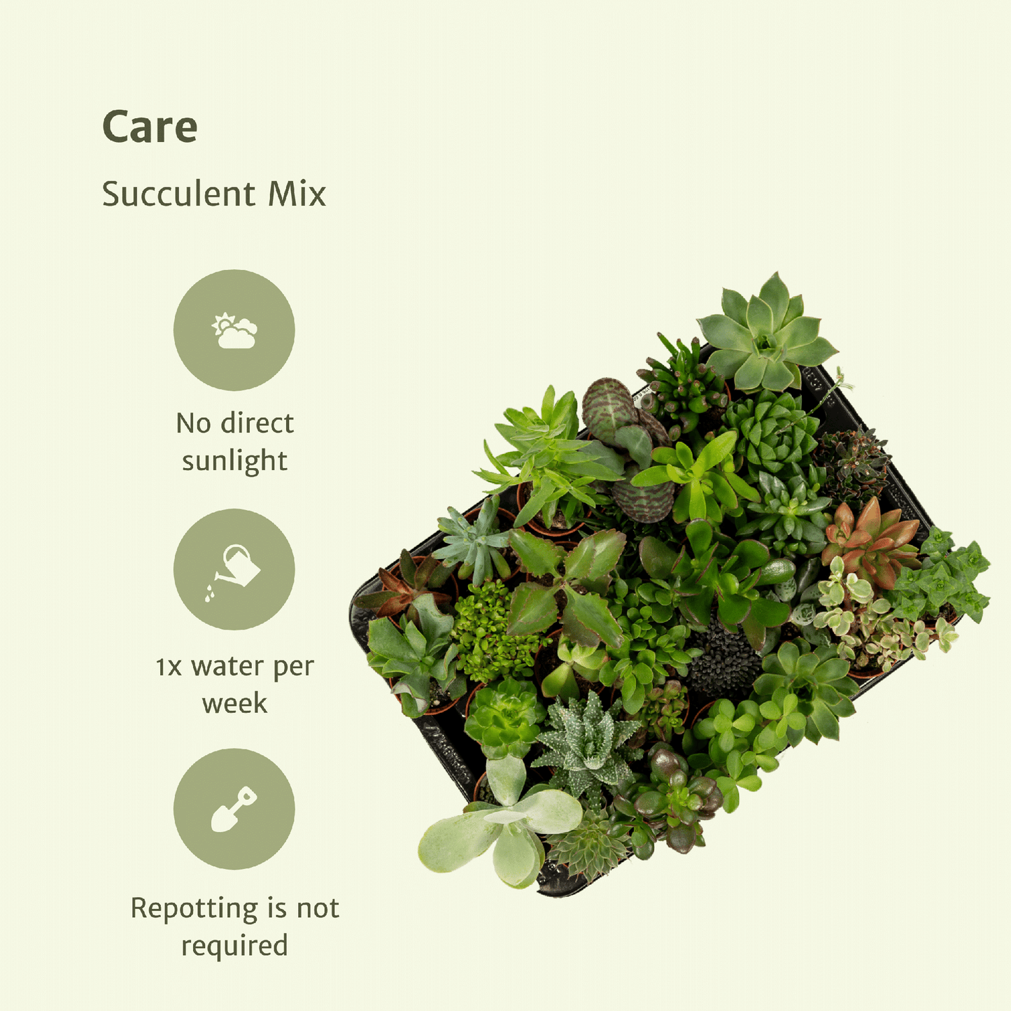 Sukkulenten Mix – 20 pflegeleichte Pflanzen Ø 5,5 cm