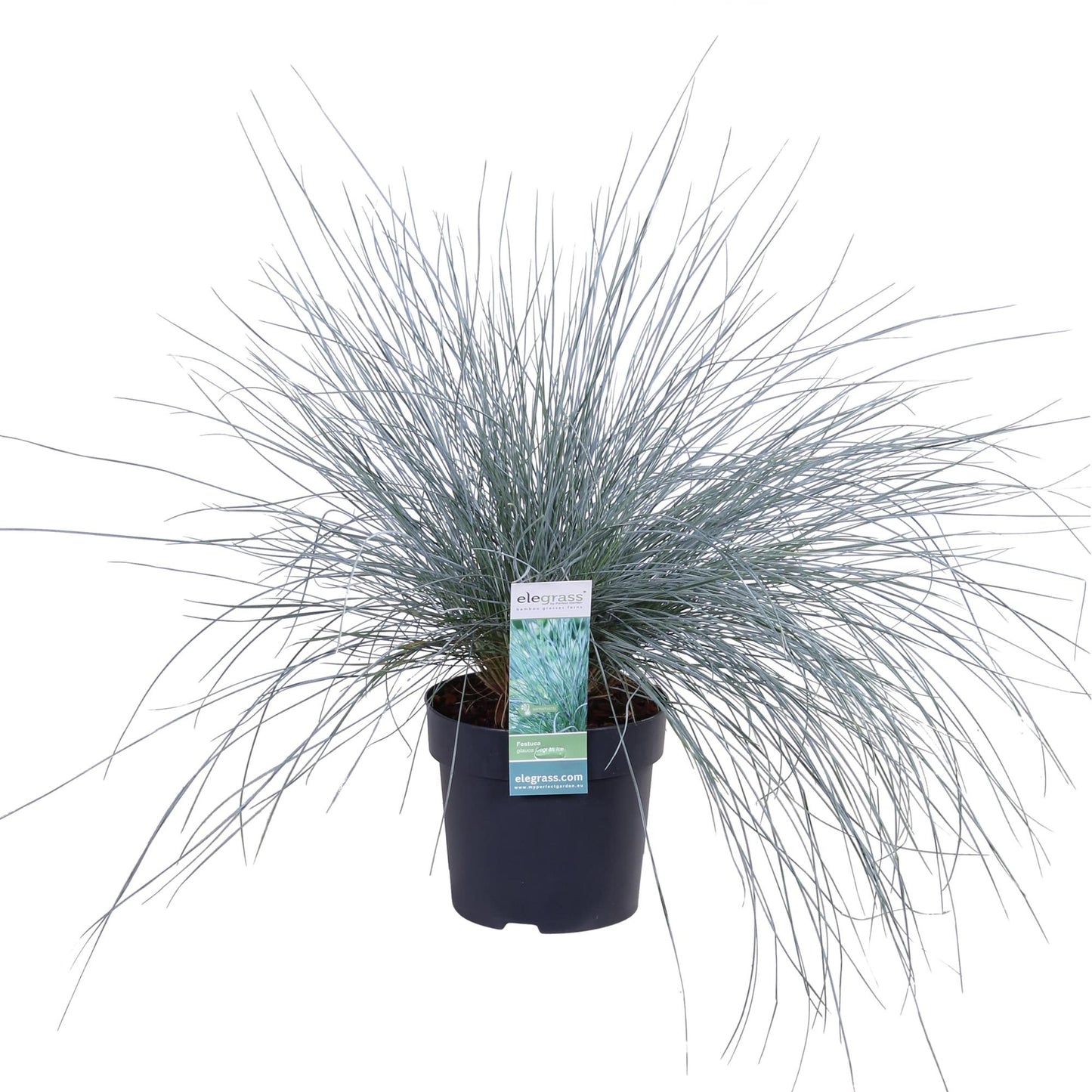 Festuca glauca Azura Blue – Silberblaues Ziergras Ø14cm