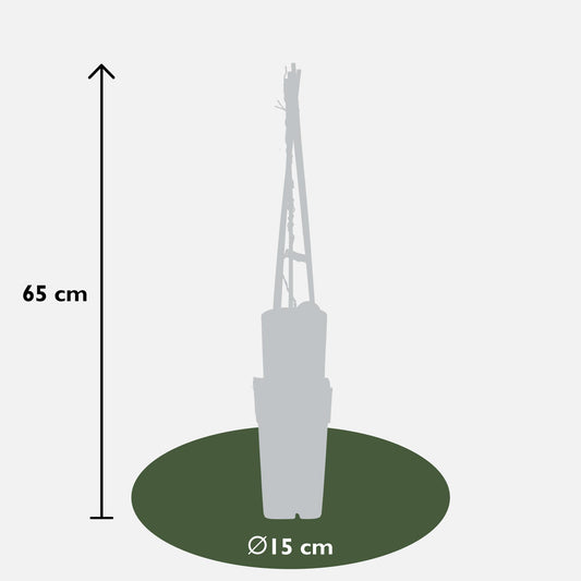 Aristolochia macrophylla – Robuste Rohrblume Ø15cm