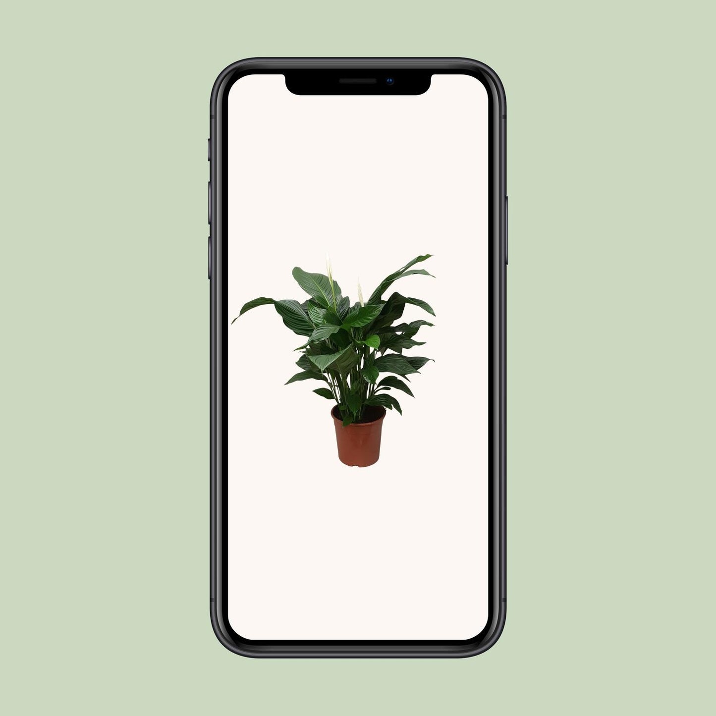 Spathiphyllum Sweet Silvana – Pflegeleichte Friedenslilie Ø24cm