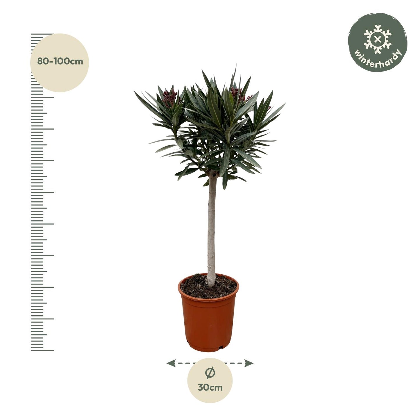 Nerium Oleander op Stam mit rosa Blüte – 90 cm