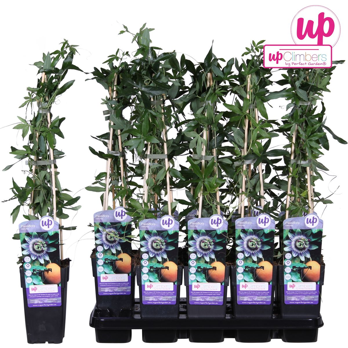 Passionsblume Blau – Exotische Kletterpflanze Ø15cm, 65cm hoch