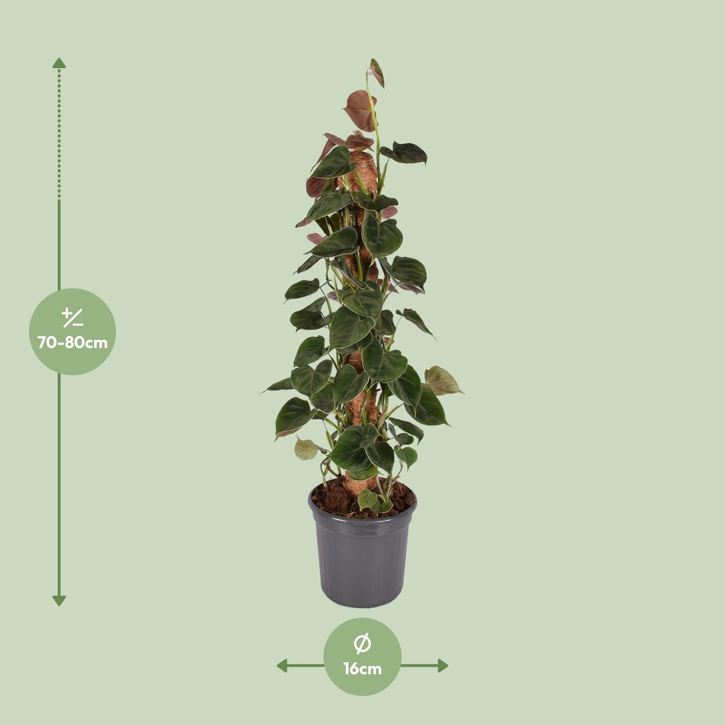 Philodendron Lupinum am Moosstab – 75 cm Kletterpflanze