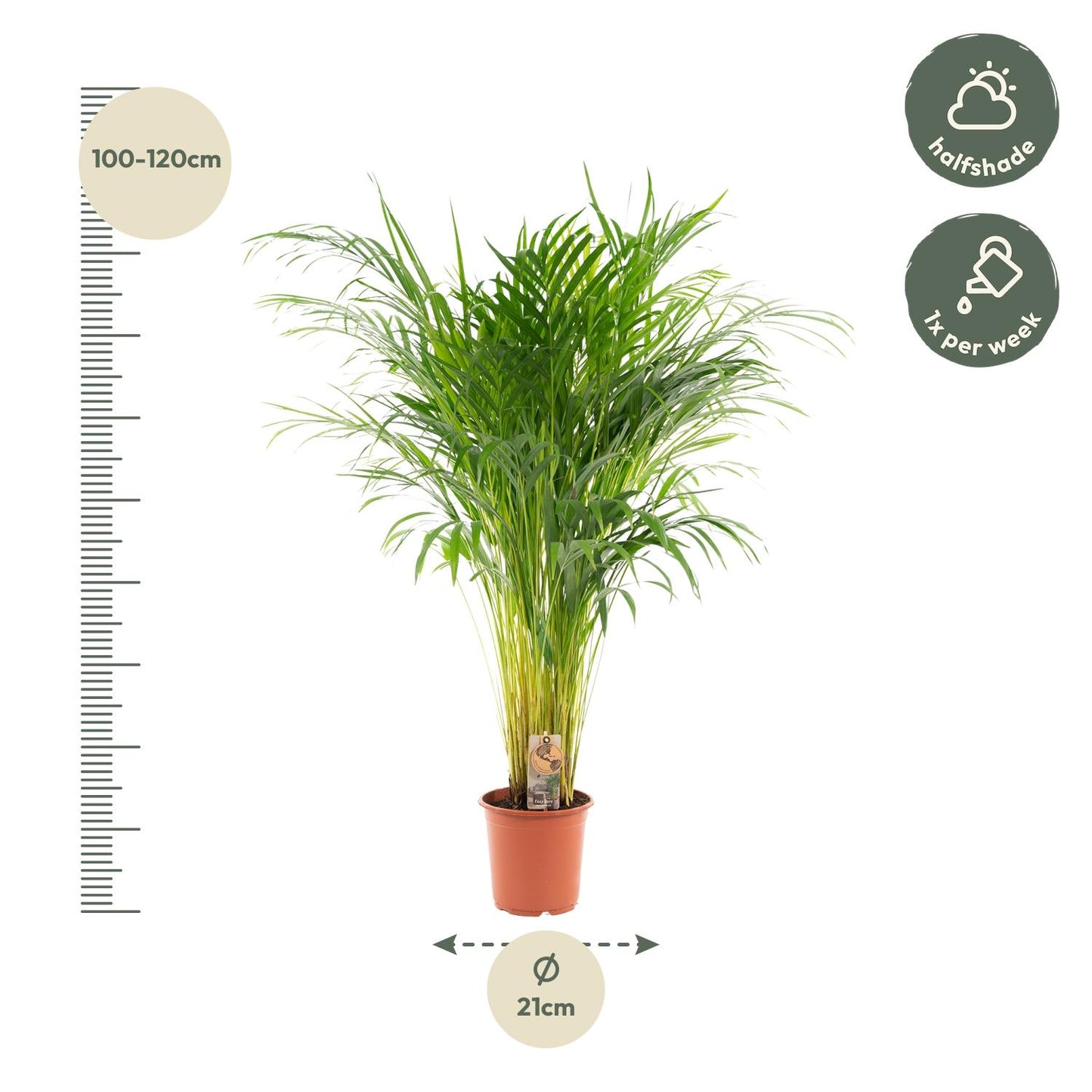 Areca-Palme Ø21cm – Luftreinigende Zimmerpflanze bis 110cm