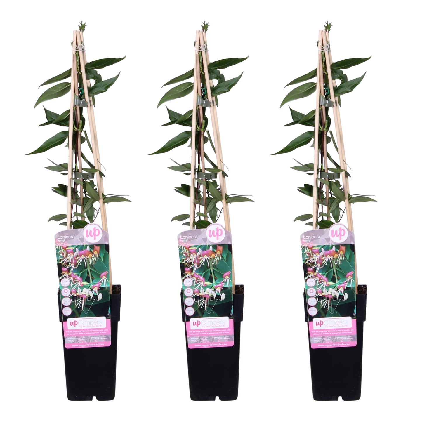 3x Lonicera henryi Copper Beauty – Immergrünes Klettergeißblatt Ø15cm