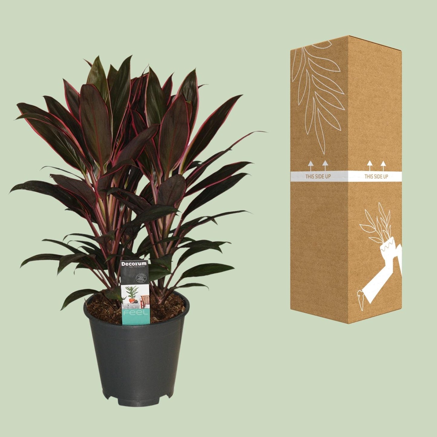 Cordyline Rumba – Exotische, pflegeleichte Zimmerpflanze Ø19cm