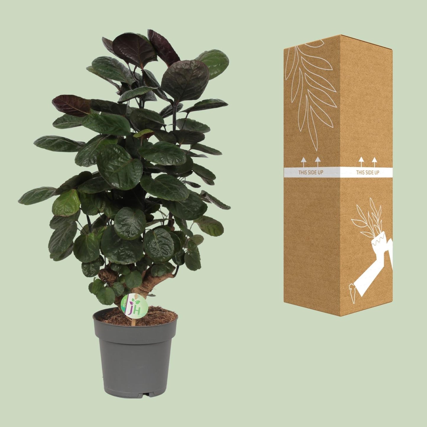 Polyscias Scutellaria Fabian – Exotische Zimmerpflanze Ø19cm