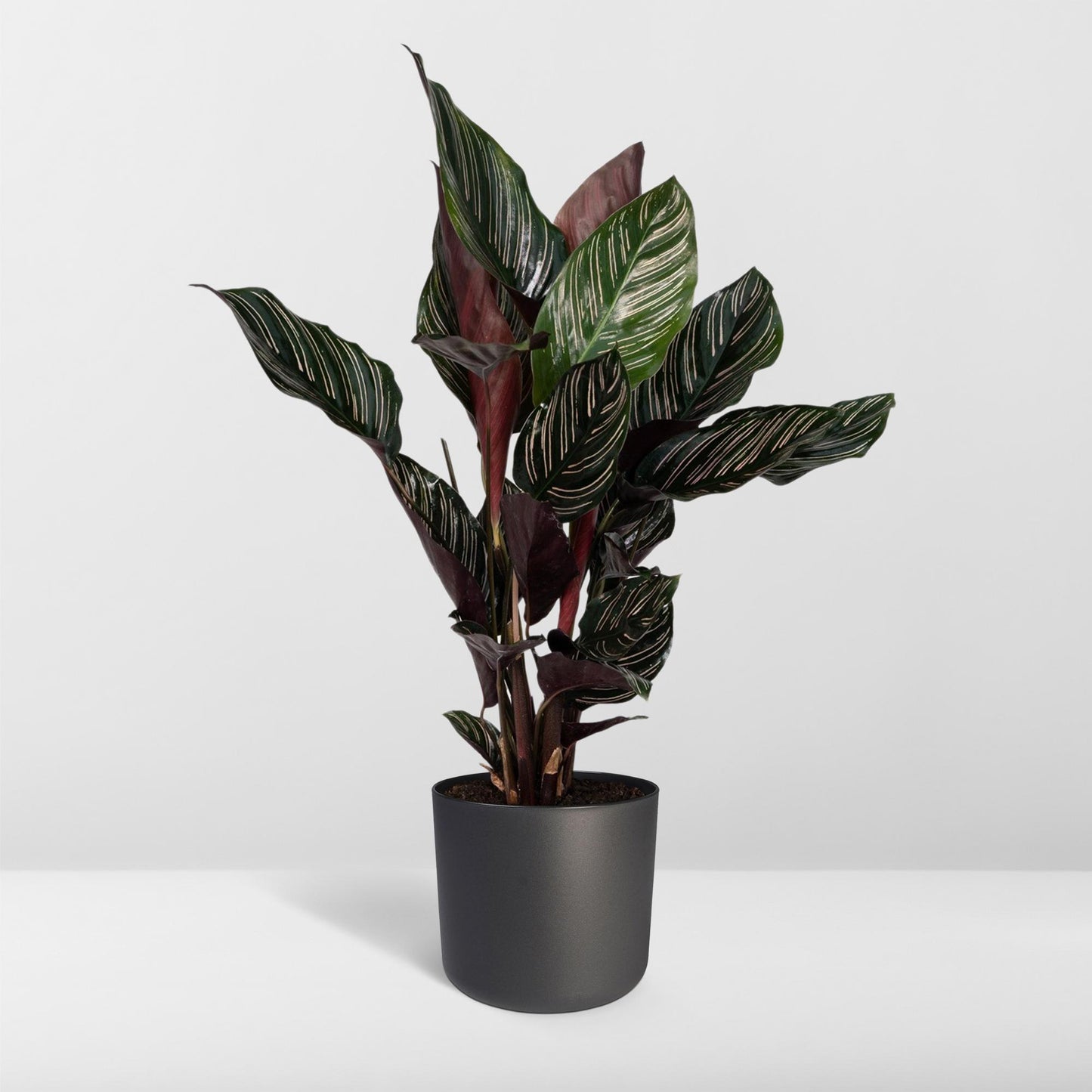 Calathea Ornata – Pflegeleichte Zimmerpflanze Ø14cm
