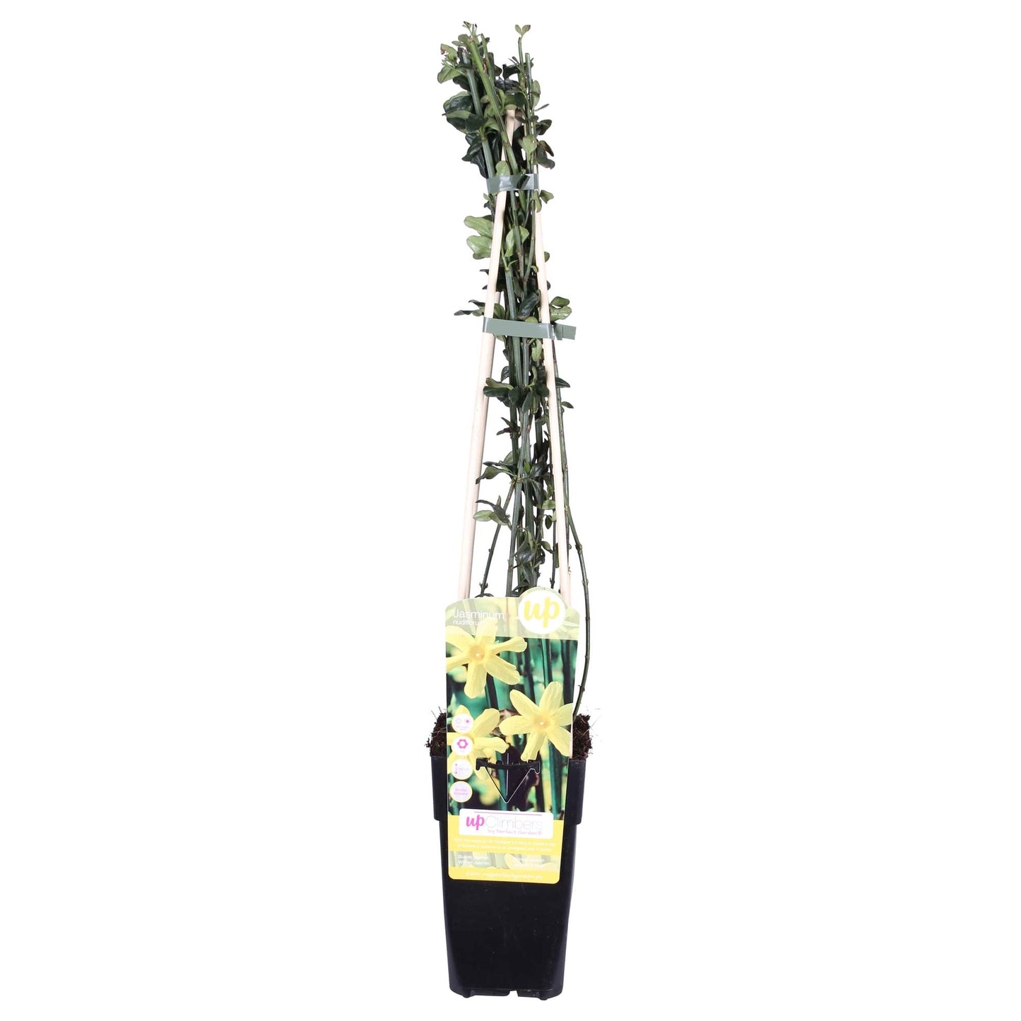 Winter-Jasmin (Jasminum nudiflorum) Ø15cm, 65cm hoch