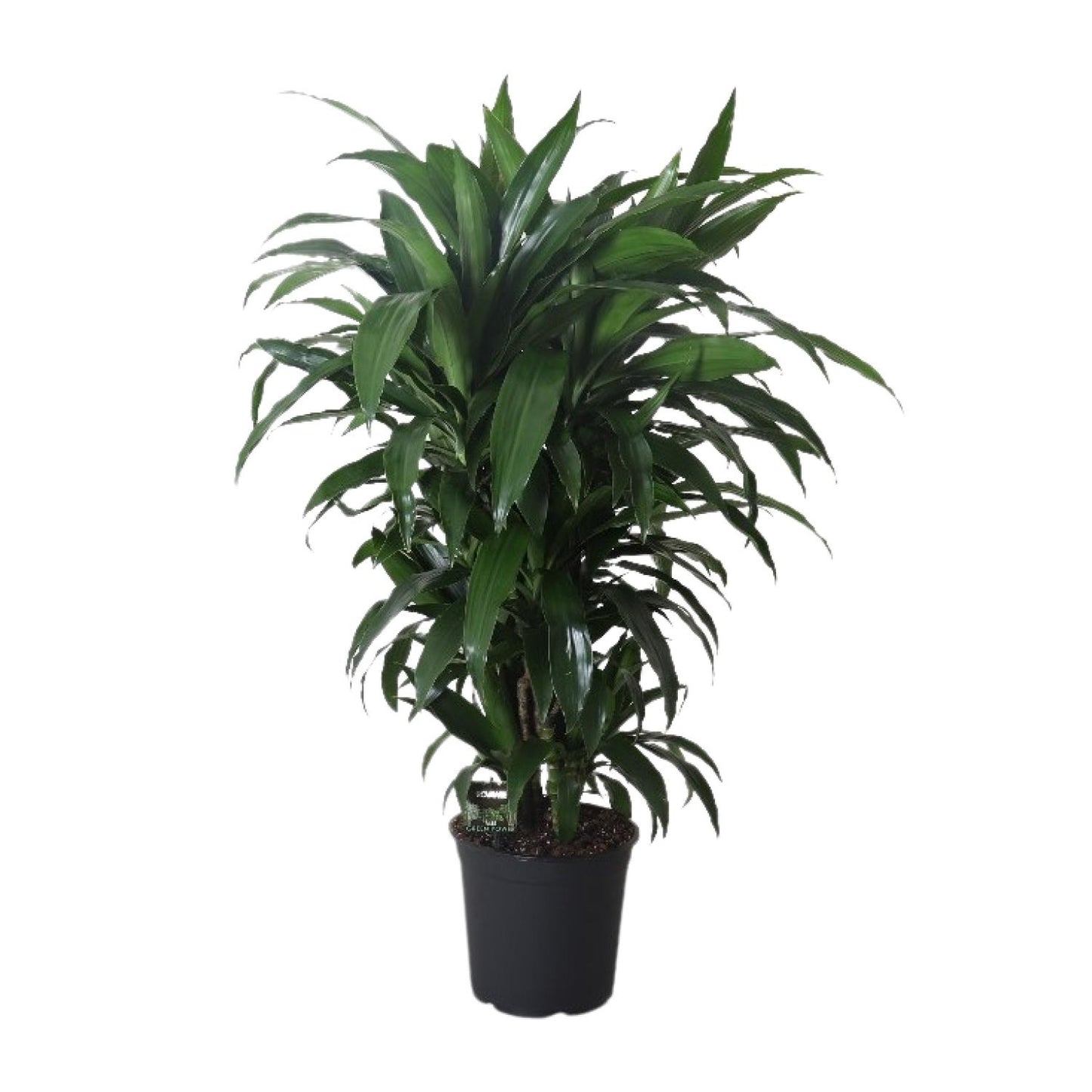 Dracaena Janet Craig – Pflegeleichter Drachenbaum Ø27cm, 120cm hoch