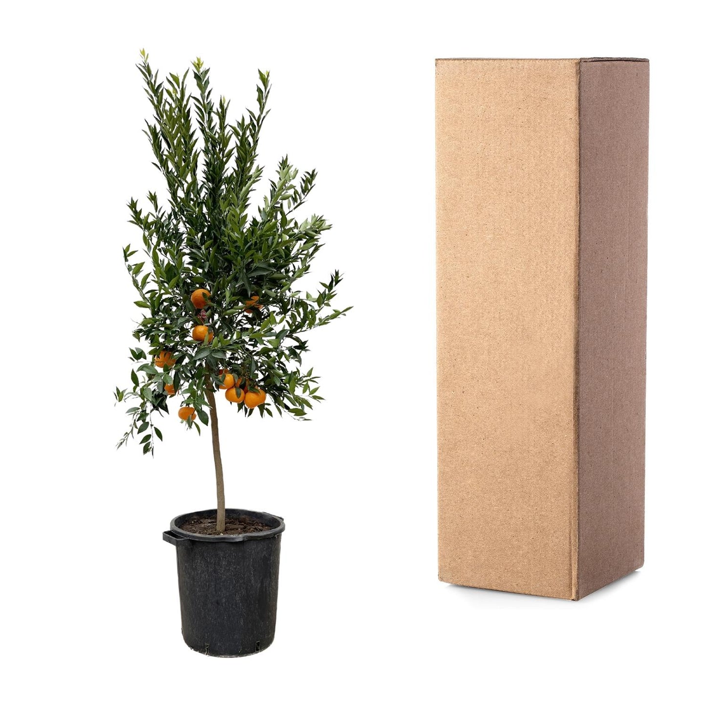 Citrus Mandarino – 200 cm – Ø 40 cm – Duftender Zitrusbaum