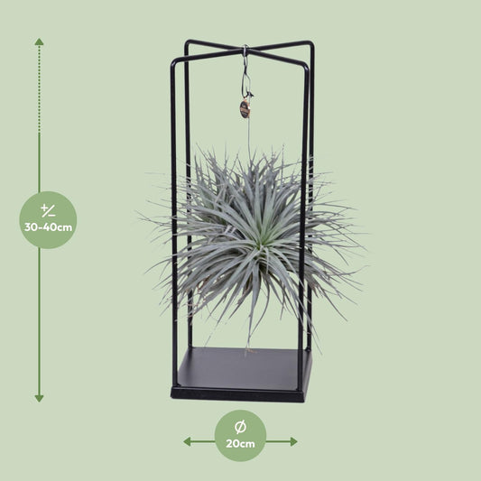 Tillandsia Mix – Pflegeleichte Luftpflanze Ø 20 cm