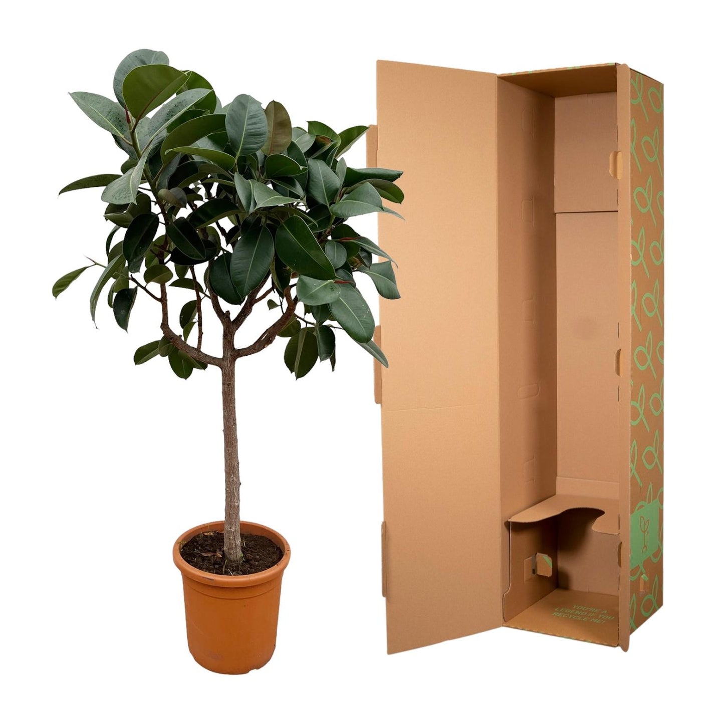 Ficus Elastica Robusta auf Stamm – 190 cm, Ø 40 cm