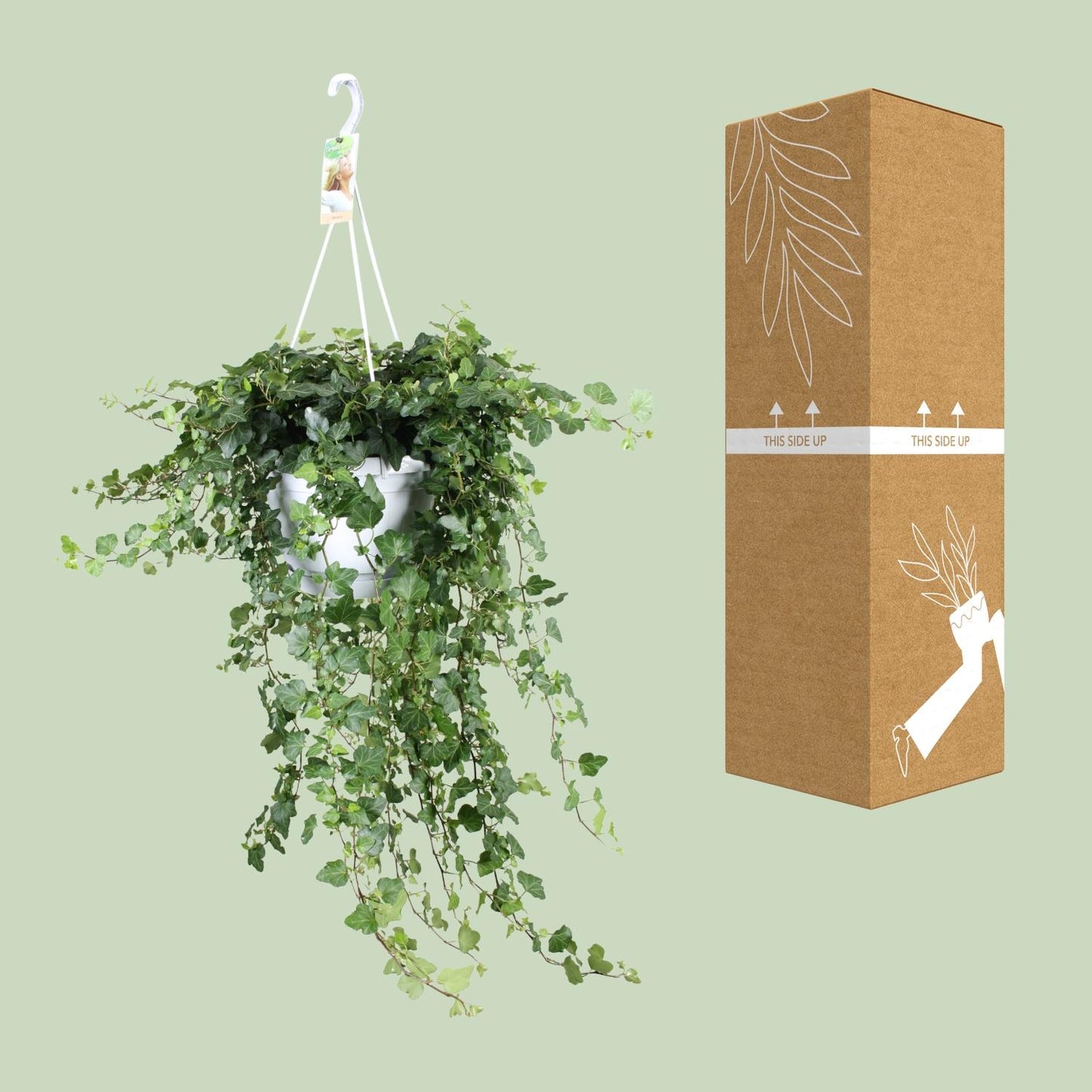 Hedera Wonder Green – pflegeleichter Efeu Ø24cm, ca. 70cm hoch