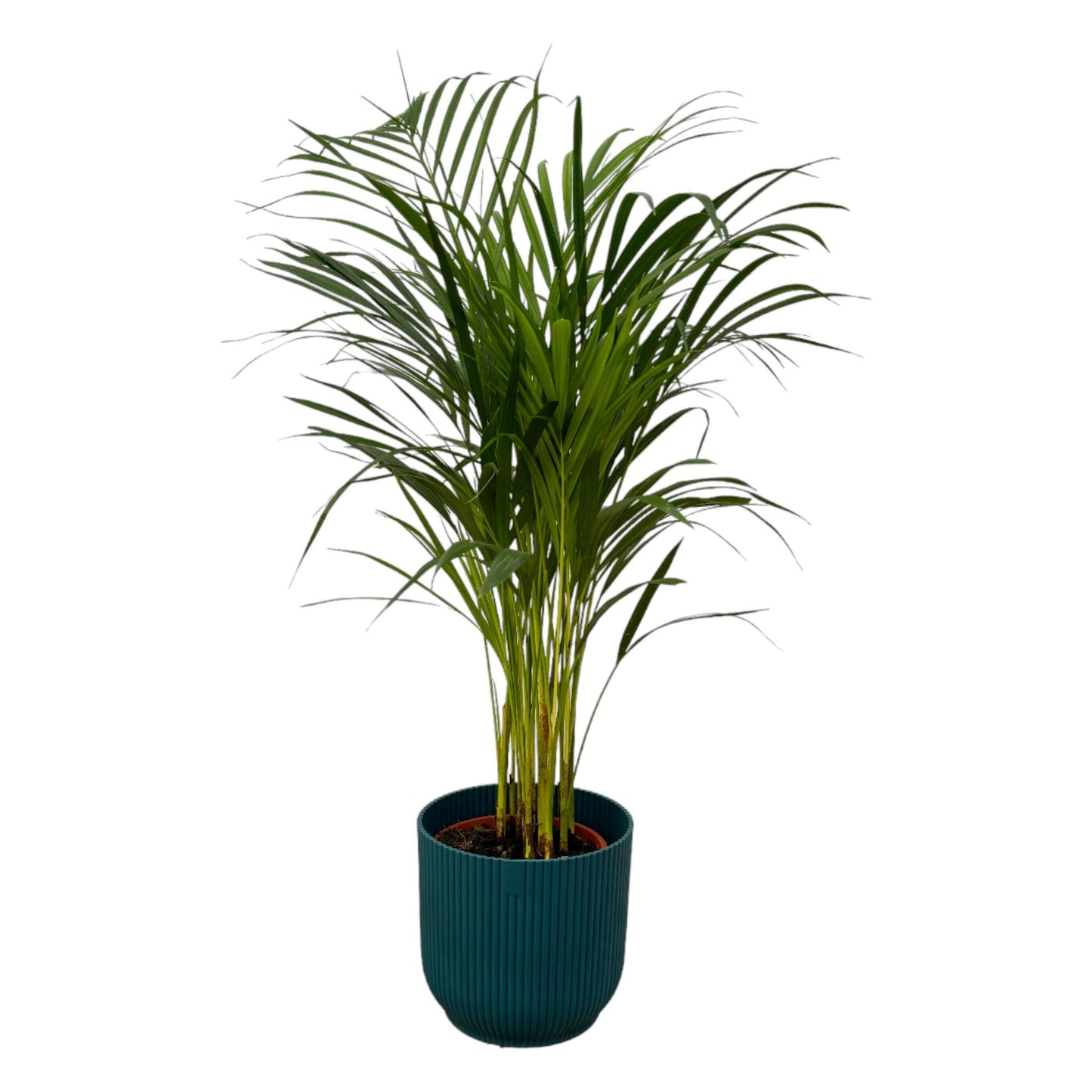 Areca-Palme 85 cm mit modernem blauen elho Topf Ø19 cm